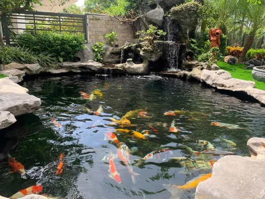 thi-cong-ho-ca-koi-dep